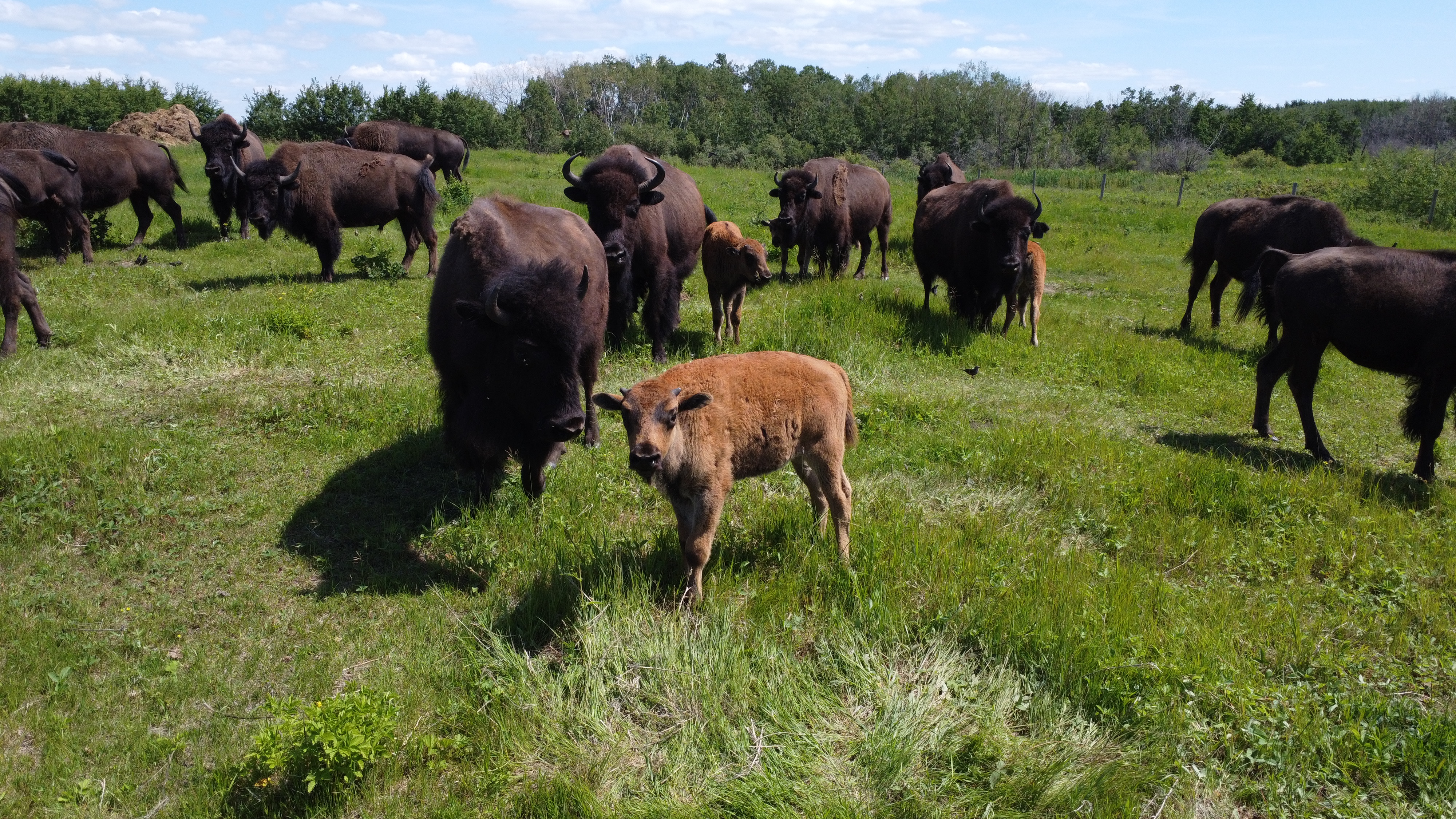 Flying Dust Market Garden - Baby Bison
