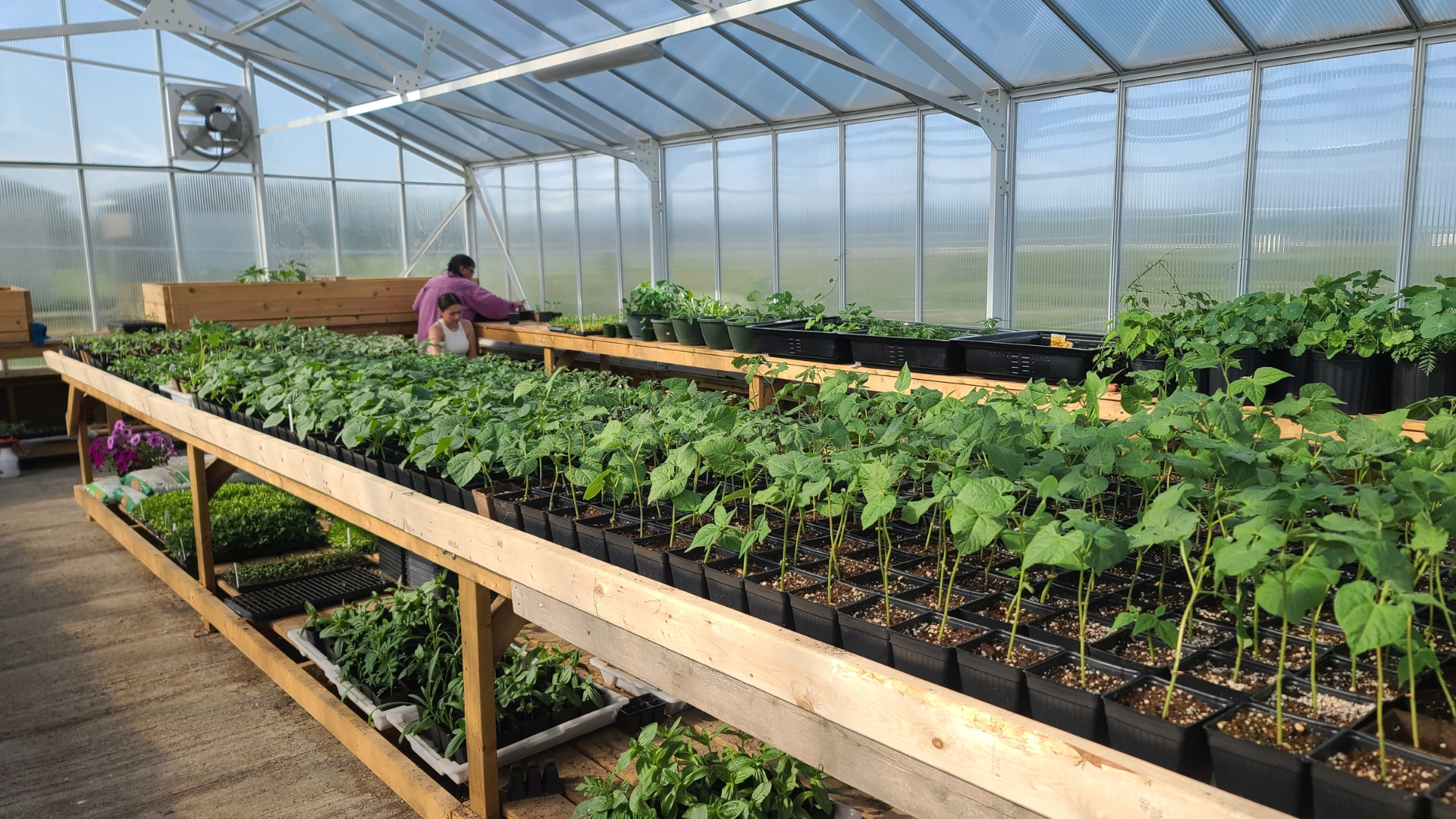 Flying Dust Market Garden Greenhouse